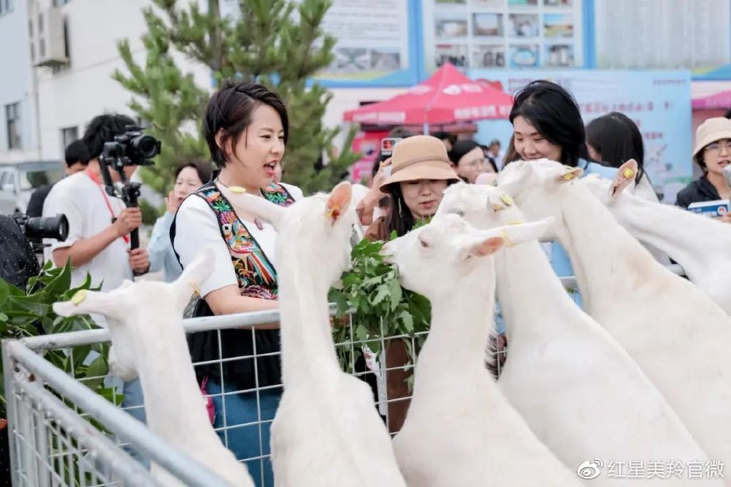 1685790256768375 图片